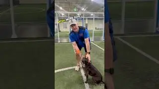 What do dog trainers wish more dog owners did? 🤔