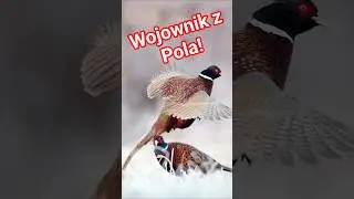 Pheasant &ndash; warrior and actor. Learn 6 surprising facts about this loud bird! #birdspolish #birds