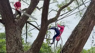 Распиловка очень больших деревьев, очень больших веток, ровный склон, Зянтхань. Высокотехнологичн...