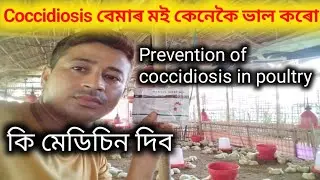 How to cure coccidiosis in broiler chicken II Assam Farming