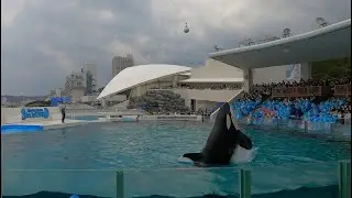 Killer Whale Performance at Kamogawa Sea World