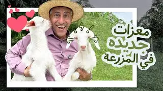 إشترينا دفعة جديدة من الماعز