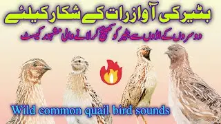 18 November 2025 بٹیر کی آواز رات کے شکار کیلئے quail bird sounds for night hunting common quail 