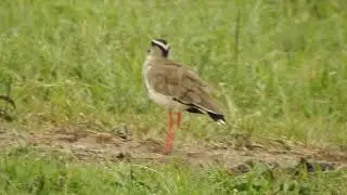 Crowned Lapwing