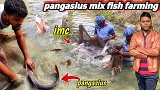 pangasius mix fish farming | imc tilapia silver and big catfish farming and culture process#fishinfo