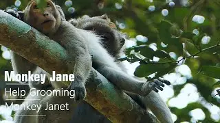 Monkey Jane Help Grooming Monkey Janet, Monkey Janet Really Hungry Milk