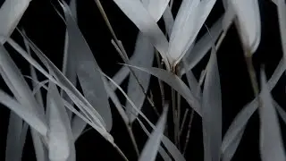 Afterlife : Fargesia Bamboo