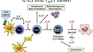 IL 23