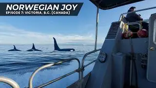 Norwegian Joy - Part 7: Victoria, BC, Canada | Ocean Wildlife & Orca Exploration Excursion (4K)