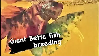 Giant Betta fish breeding #betta #bettafish #giantbetta #giantbettafish #bettabreeding #cupang