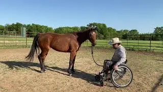Annie still understand the halter