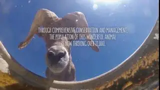 Bighorn Sheep - Nevada Department of Wildlife