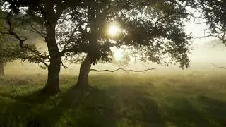 Cricket Lullaby