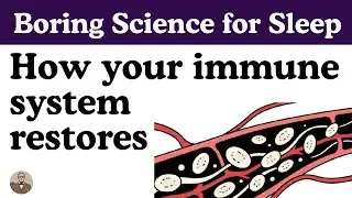 How Your Immune System Pulls an All-Nighter to Keep You Alive
