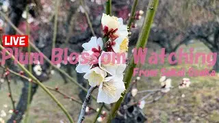 Kozen Park Plum Grove Stroll