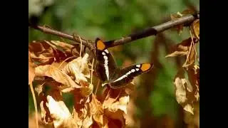 The California sister butterfly is known for its mimicry complex.