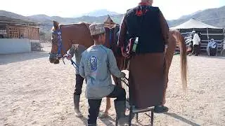 Kuda Perang Keturunan Kuda Perang Rasulullah saw