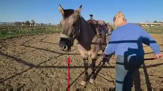 Supernatural Pistol - Saddle work & Whoa