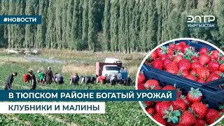 В ТЮПСКОМ РАЙОНЕ БОГАТЫЙ УРОЖАЙ КЛУБНИКИ И МАЛИНЫ