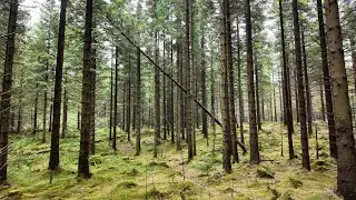 Ascending Through the Woods: Mountain Hike in Sandnes, Norway