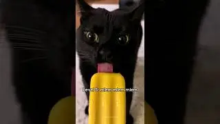 cats losing braincells 😹 part2