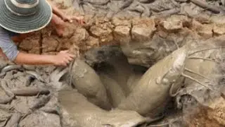 शिकार | Unique FishingUnique Fishing | Man Catching Giant Catfish In Dry Season