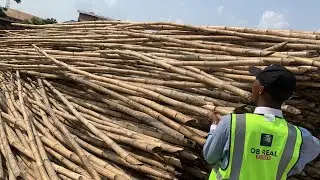 Current Bamboo Prices in Enugu, Nigeria