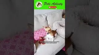 Раскройте секреты джек-чи: помесь джек-рассел-терьера и чихуахуа #шорты