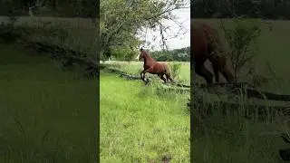 Sometimes I still feel like I&rsquo;m dreaming&hellip; #horse #beautiful #shorts #animals #pets