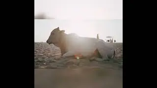 Amazing Animals video #animalshortvideo #short