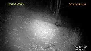 Neozoen im Wolfsrevier - Waschb&auml;r & Marderhund