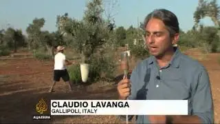 Bacteria slowly killing Italy's olive trees