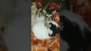 #cat #shorts #love #cute #youtubeshorts