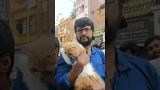 🤯💥low price Persian cat 💥 Broadway pet market chennai #exoticpets #shortfeed #shorts #trending