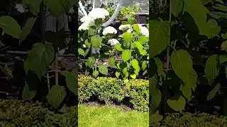Hydrangea 