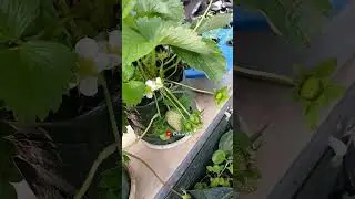 Anticipating the Sweet and the Green in My Garden Sanctuary #strawberry #gardening #shortviral
