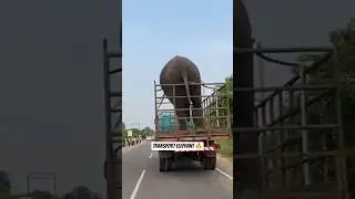 OMG 😳 This is how they transport elephant 😱😱😱☠️ #shorts