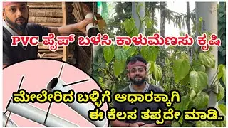 ಕೊನೆಯ ಹಂತದ ಕೆಲಸ | PVC ಪೈಪ್ ನಲ್ಲಿ ಕಾಳುಮೆಣಸು ಕೃಷಿ | Black Pepper Farming in Karnataka | Black Pepper |