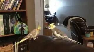 Cockatiels meet for the first time.