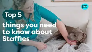 5 Things you need to know about owning a #staffy | PET CIRCLE
