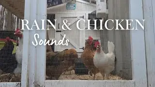 A Rainy day with the backyard chickens - Relaxing Rain sounds and Chicken sounds