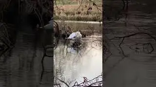 Happy birds 🦢🦢#look #wow #beautiful #birds #trending #wildlife #happy #swans #shorts #youtubeshort