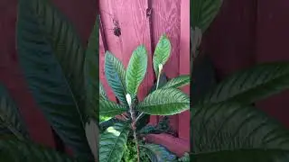 Loquat tree from seed 4 year ago
