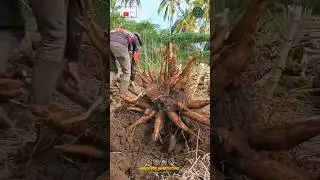 Simple and Effective Cassava Harvesting Tool🔥