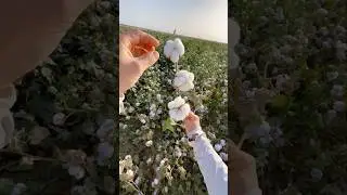 This is Cotton 🌱 #shorts