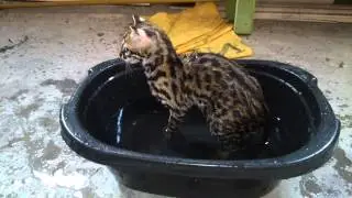Asian leopard cat playing