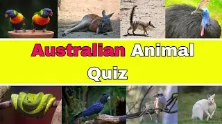 CAN YOU GUESS TOP 40 AUSTRALIAN ANIMALS | Australian Animals | Australian Animal Quiz
