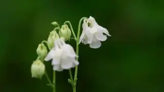 Nikon D5 4K UHD Video Autofocus Sample, 3840 x 2160, 24p
