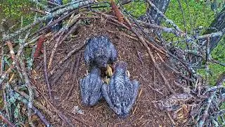 EP#384 #baldeagle Review birds in nest with nature #birdslovers #birdsounds #birdsnest #wildbirds