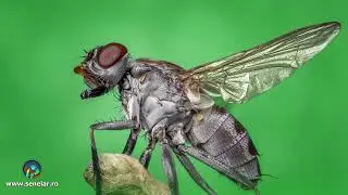 Insecte